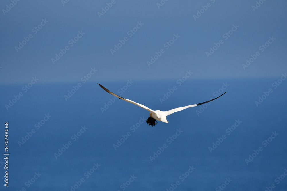 Fototapeta premium Gannets, Great Saltee Island, Kilmore Quay, Co. Wexford, Ireland