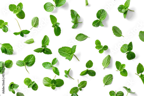 Mint Leaves on Transparent Background