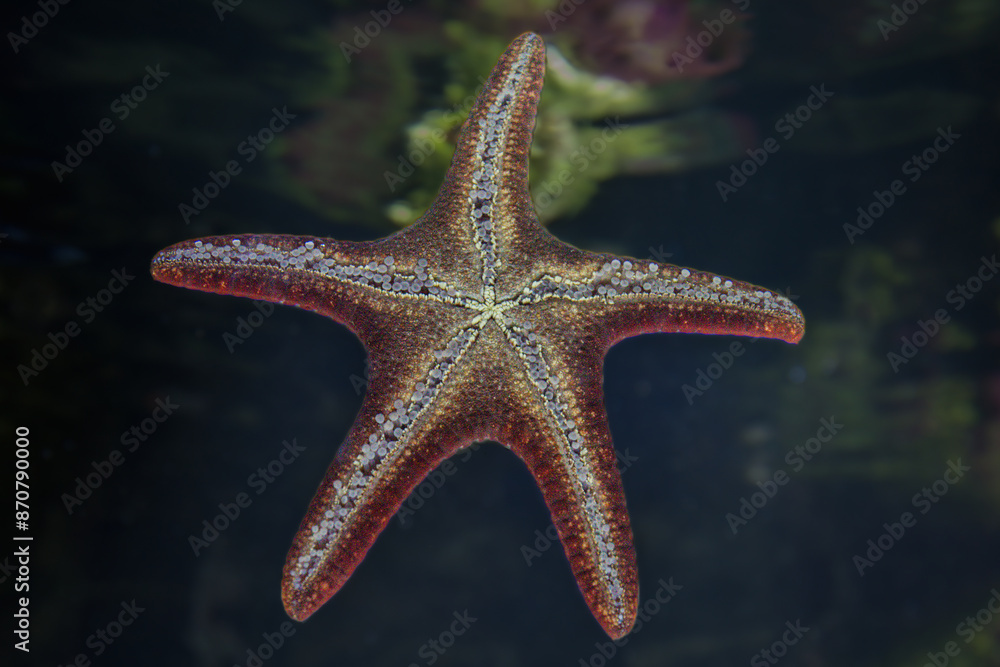 starfish in the La Rochelle aquarium starfish in the La Rochelle aquarium