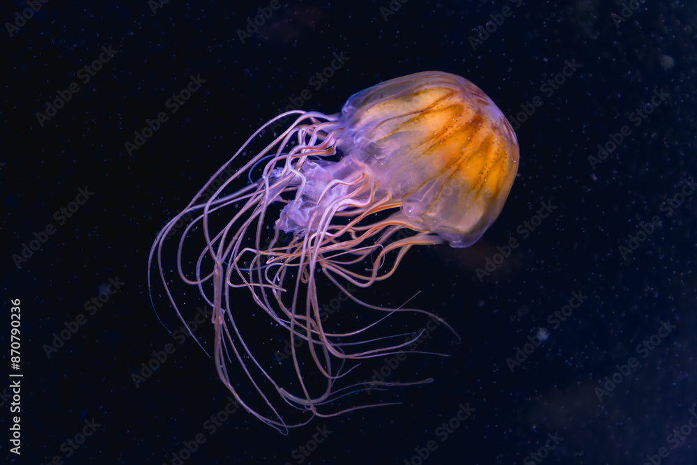 jellyfish in the La Rochelle aquarium jellyfish in the La Rochelle aquarium