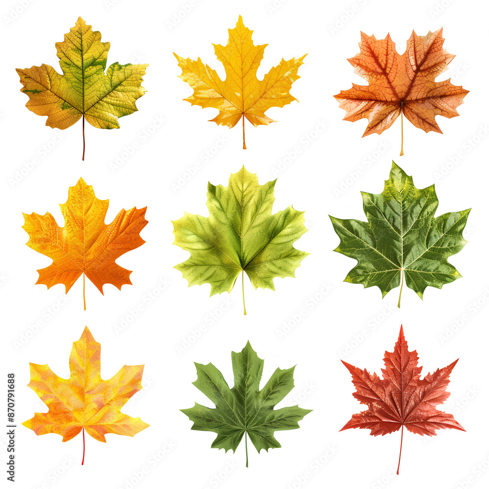A diverse collection of maple leaves showcasing various autumn colors, arranged in a neat grid pattern on a white background. A diverse collection of maple leaves showcasing various autumn colors, arranged in a neat grid pattern on a white background.