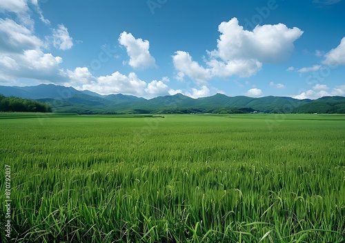 Vast green rice field with mountains in the background