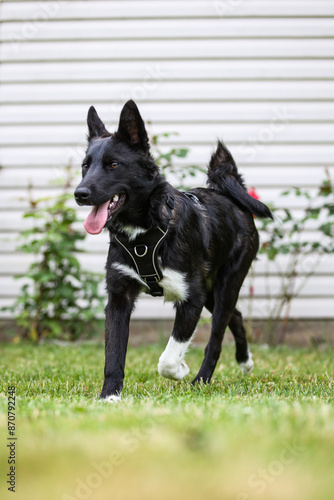 Black dog in home garden.