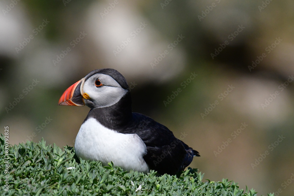 Naklejka premium Atlantic puffin or common puffin. Great Saltee Island, Kilmore Quay, Co. Wexford, Ireland