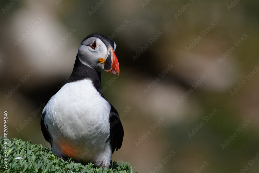 Atlantic puffin or common puffin. Great Saltee Island, Kilmore Quay, Co. Wexford, Ireland Atlantic puffin or common puffin. Great Saltee Island, Kilmore Quay, Co. Wexford, Ireland
