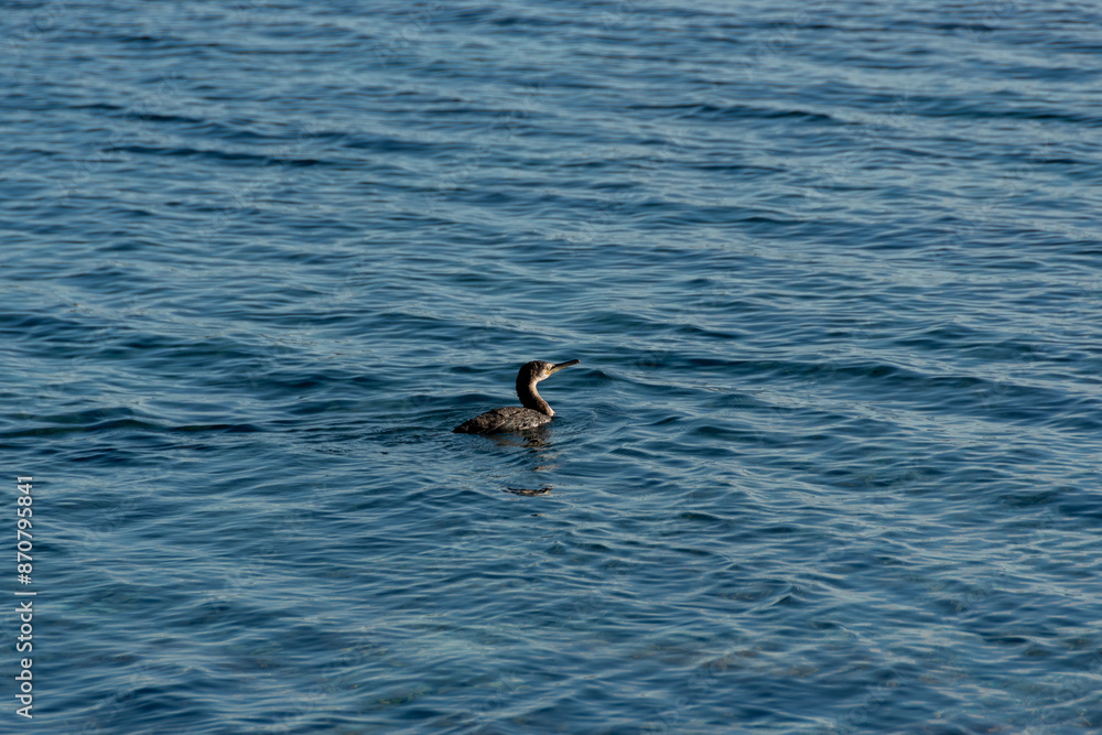 Cormorán nadando Cormorán nadando