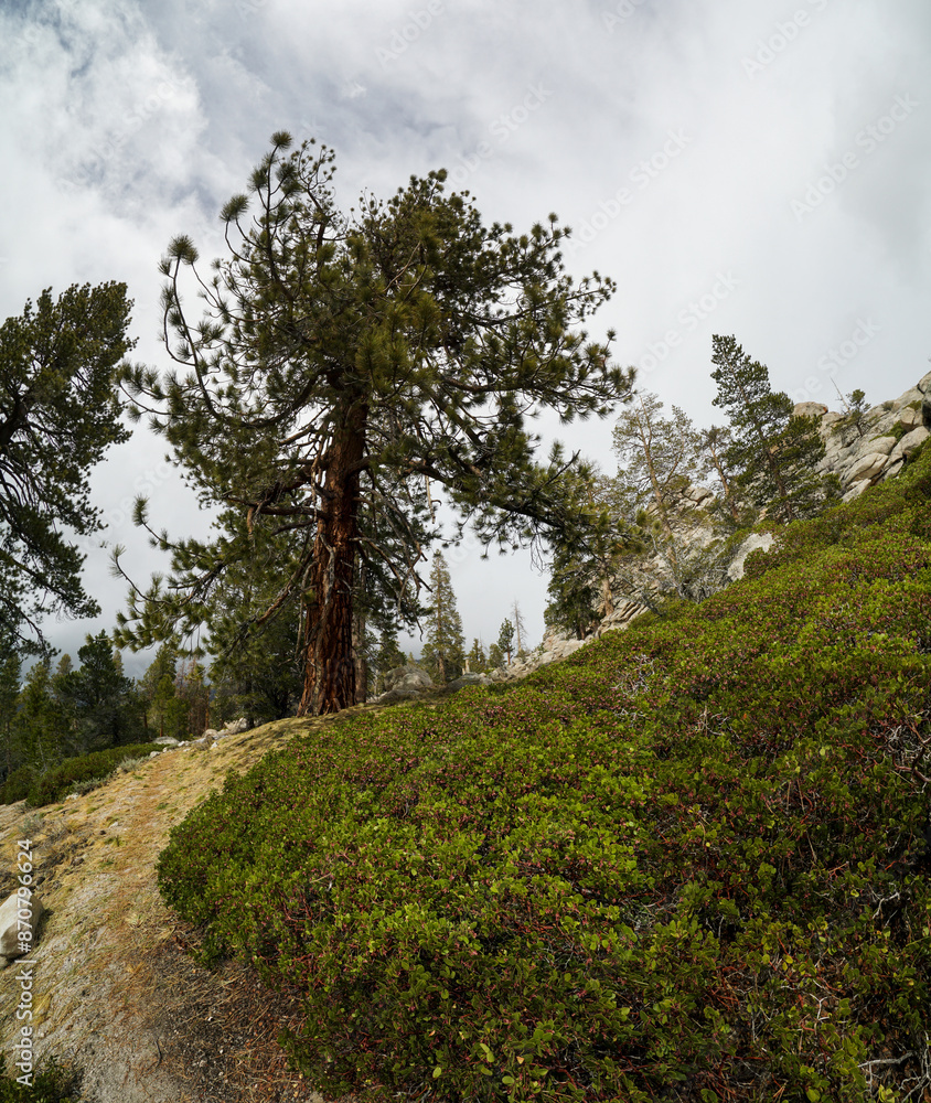 A tree is growing on a hillside with a lot of green bushes around it A tree is growing on a hillside with a lot of green bushes around it