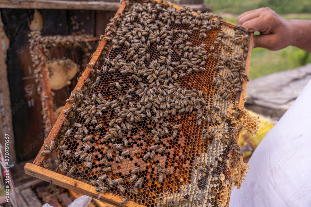 A person holds a honeycomb with many bees on it A person holds a honeycomb with many bees on it