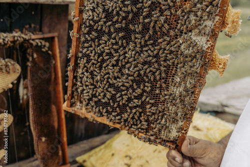 A person is holding a honeycomb with bees on it photo