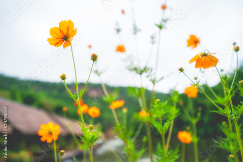 Yellow cosmos flowers swaying in wind in cloudy day. Copy space, close-up.
