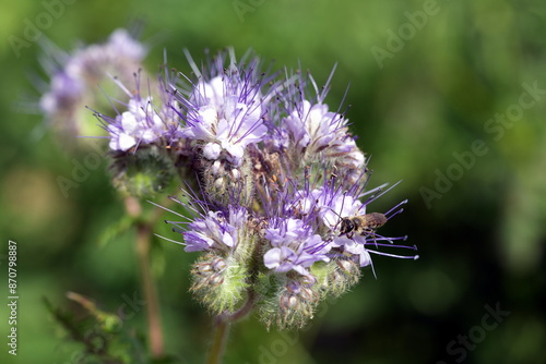 Rainfarn-Phazelie (Phacelia tanacetifolia) mit Wildbiene, Insekt, Biene, Büschelschön, Rainfarnblättrige Phazelie, Bienenfreund, Phacelia, Raublattgewächse, Boraginaceae, lila, Blume, Makro photo