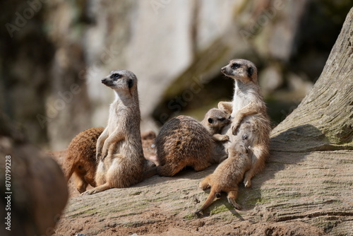 Erdmännchen (Suricata suricatta), Surikate, Säugetier aus der Familie der Mangusten (Herpestidae), Katzenartige, Raubtier, Gruppe, Jungtier, stillen, säugen, Tier, sitzen, aufrecht, Absicherung, Alarm photo