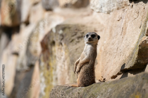 Erdmännchen (Suricata suricatta), sitzen, Absicherung, aufrecht, Alarm, Blick, anschauen, Surikate, Säugetier aus der Familie der Mangusten (Herpestidae), Katzenartige, Raubtier, Tier photo