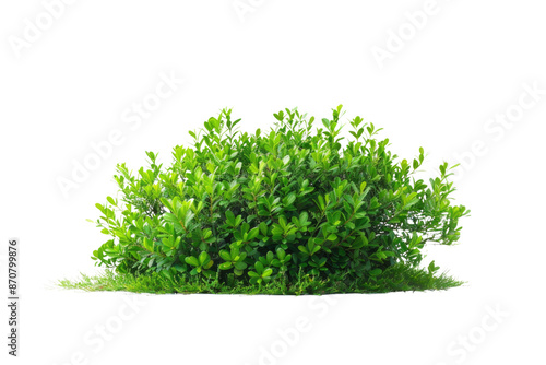 green bush isolated on white background