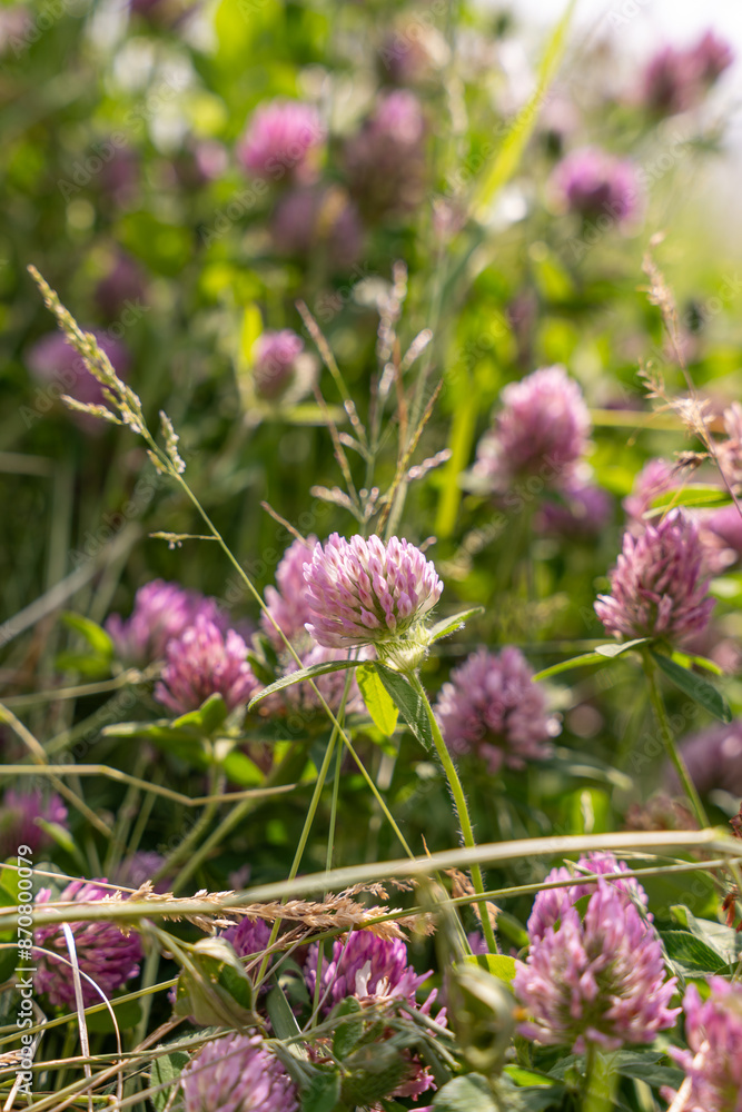 A field of pink flowers with a few purple flowers in the foreground A field of pink flowers with a few purple flowers in the foreground