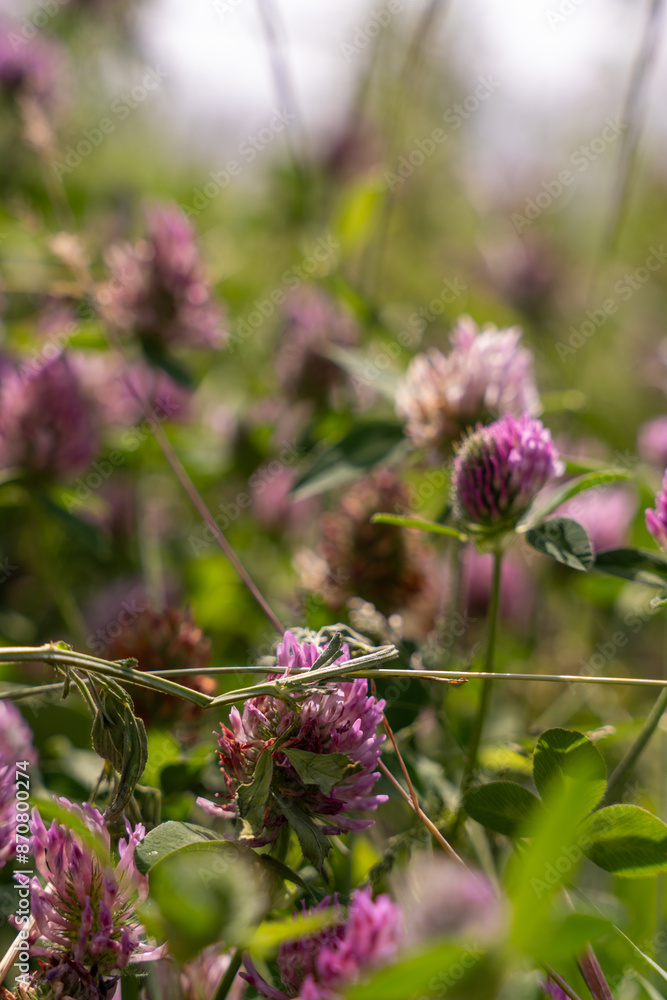 A field of purple flowers with a few brown flowers in the middle A field of purple flowers with a few brown flowers in the middle
