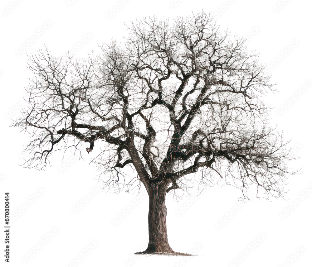 PNG Solitary winter tree silhouette nature PNG Solitary winter tree silhouette nature