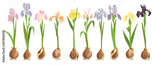 irises of different colors, vector drawing flowers with bulbs at white background, hand drawn botanical illustration