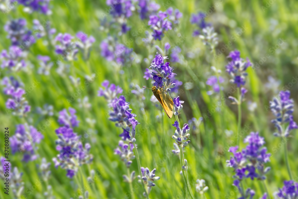 Large Skipper butterfly (Ochlodes sylvanus) perched on lavender plant in Zurich, Switzerland Large Skipper butterfly (Ochlodes sylvanus) perched on lavender plant in Zurich, Switzerland