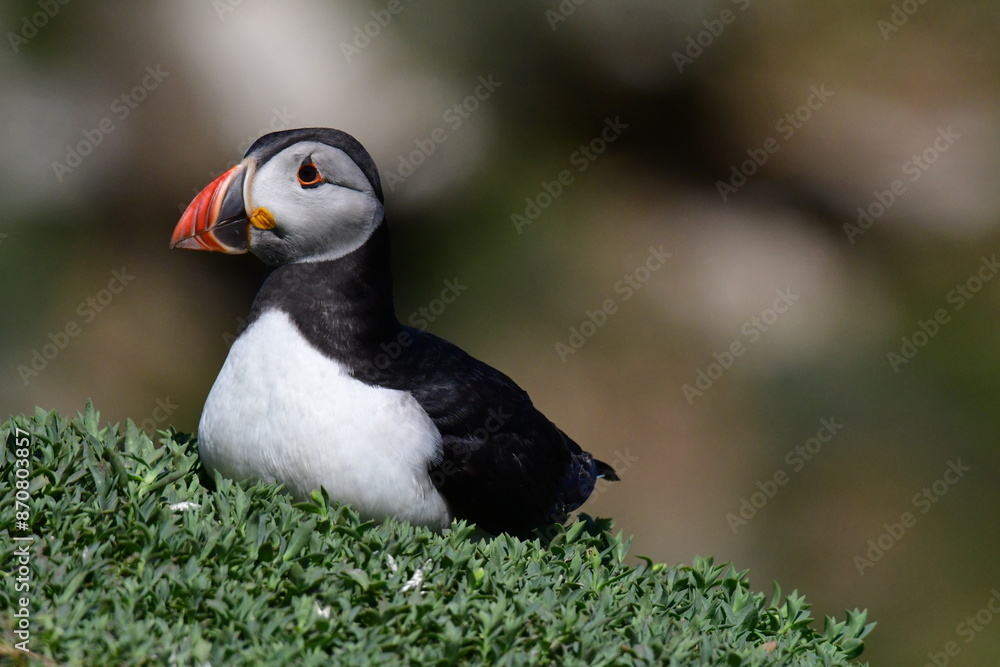Atlantic puffin or common puffin. Great Saltee Island, Kilmore Quay, Co. Wexford, Ireland Atlantic puffin or common puffin. Great Saltee Island, Kilmore Quay, Co. Wexford, Ireland
