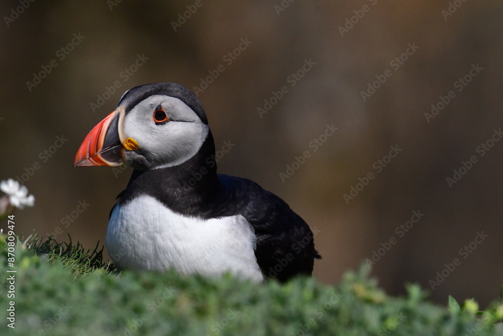 Atlantic puffin or common puffin. Great Saltee Island, Kilmore Quay, Co. Wexford, Ireland Atlantic puffin or common puffin. Great Saltee Island, Kilmore Quay, Co. Wexford, Ireland