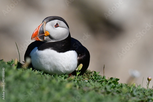 Atlantic puffin or common puffin. Great Saltee Island, Kilmore Quay, Co. Wexford, Ireland photo