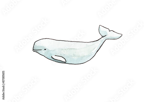 Fotografie Beluga whale in ink and watercolor - Hand drawn illustration digitized on transp
