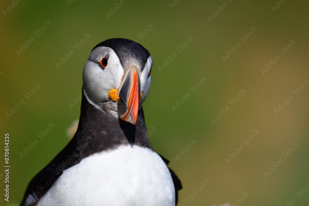 Naklejka premium Atlantic puffin or common puffin. Great Saltee Island, Kilmore Quay, Co. Wexford, Ireland