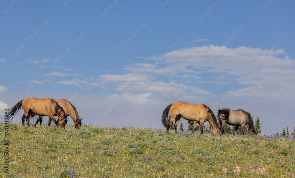 Wild Horses in the Pryor Mountains Montana in Summer