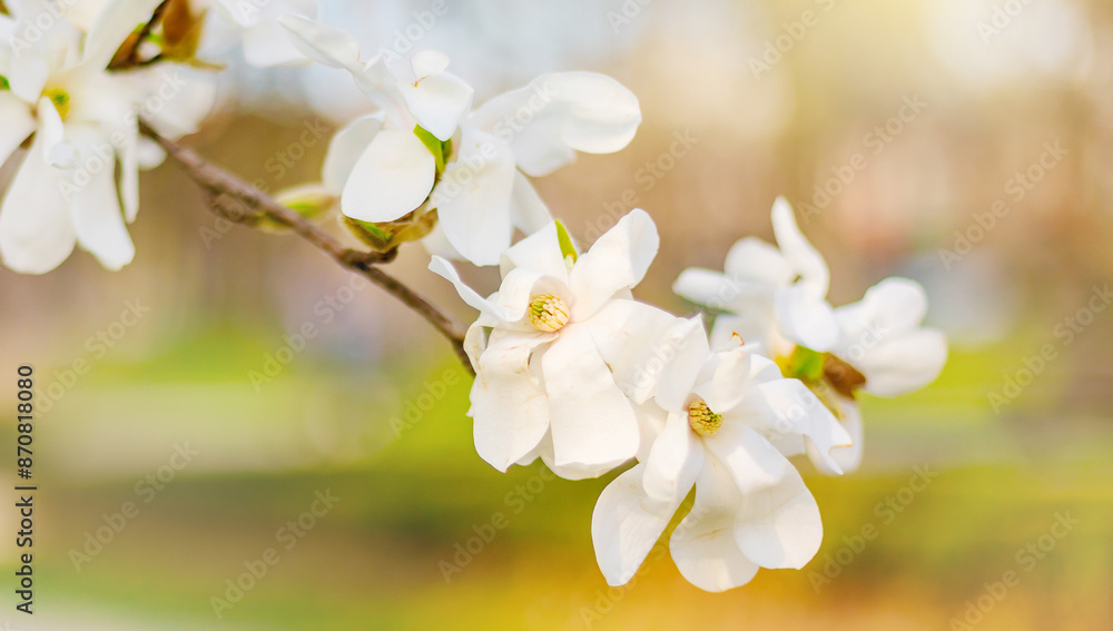 Fototapeta premium White Magnolia Flower Blooming on Blurred Green Background
