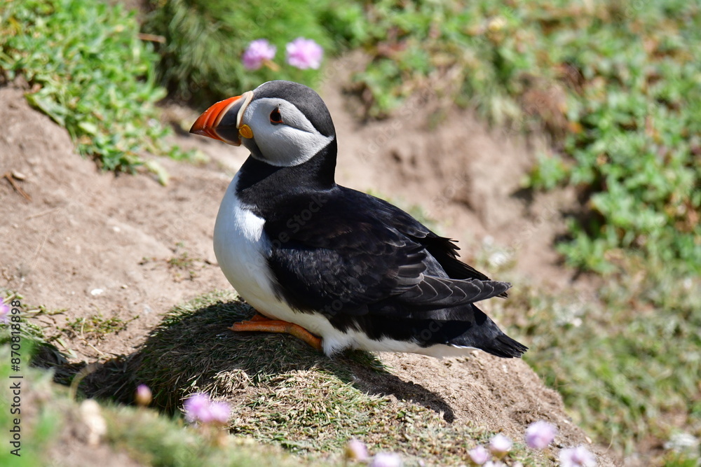 Atlantic puffin or common puffin. Great Saltee Island, Kilmore Quay, Co. Wexford, Ireland Atlantic puffin or common puffin. Great Saltee Island, Kilmore Quay, Co. Wexford, Ireland