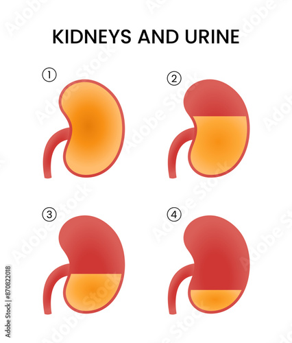 Human Urinary Tract System Vector