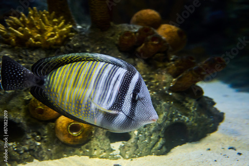 Fish Zebrasoma sailing Desjardins (Zebrasoma desjardinii) underwater in the tropical waters of the ocean photo