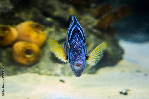 Fish Zebrasoma sailing Desjardins (Zebrasoma desjardinii) underwater in the tropical waters of the ocean photo