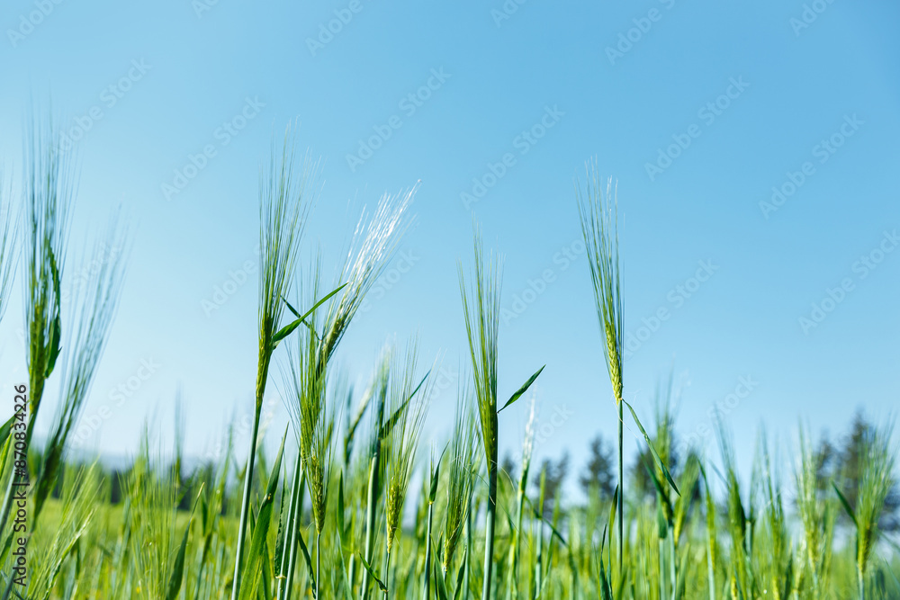 Fototapeta premium Beautiful Fresh Green wheat Field