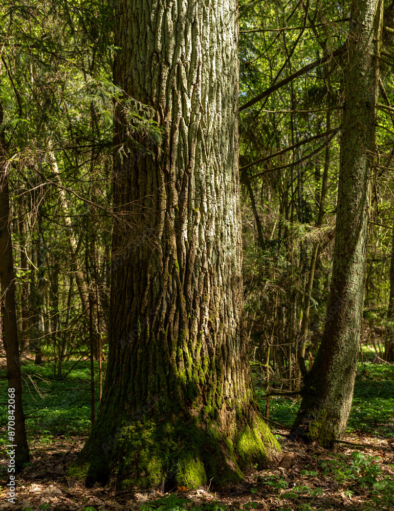 Large oak tree in the wild, forest area Large oak tree in the wild, forest area