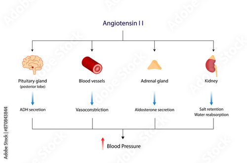 Angiotensin II acts on blood vessels, Adrenal gland and Pituitary gland. Renin-Angiotensin-Aldosterone System, RAAS. Vector illustration.	
