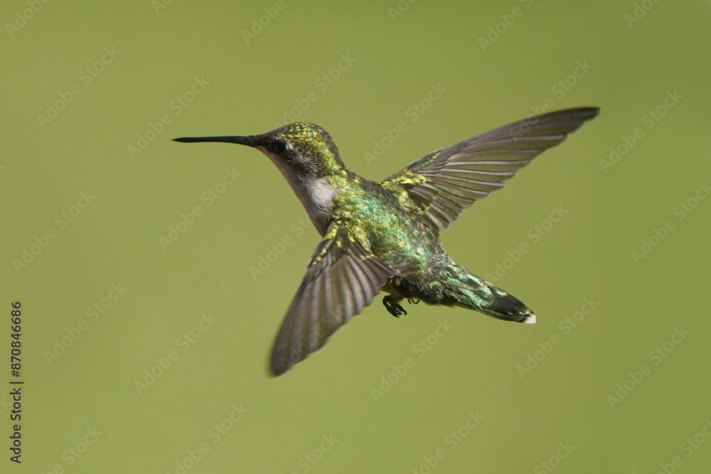 Fototapeta premium Female Ruby Throated Hummingbird flying against green lawn on beautiful summer day