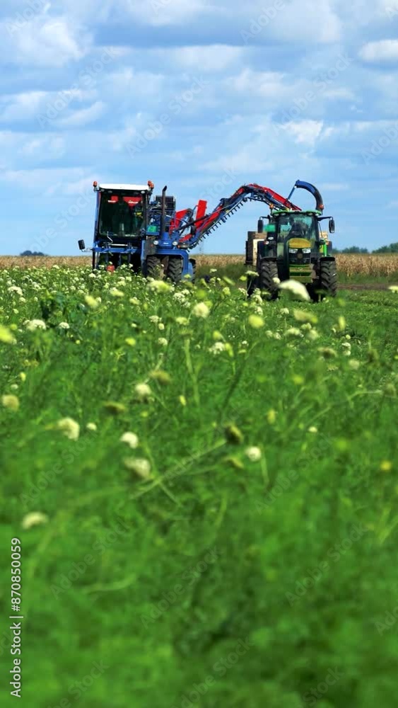 Carrot Harvester Unloading On The Go - Technology and Productivity Growth in Agriculture. Carrot Harvesting. Modern Agriculture Harvest Technology. Carrot Harvester Machine in Action. Carrot Harvester Unloading On The Go - Technology and Productivity Growth in Agriculture. Carrot Harvesting. Modern Agriculture Harvest Technology. Carrot Harvester Machine in Action.