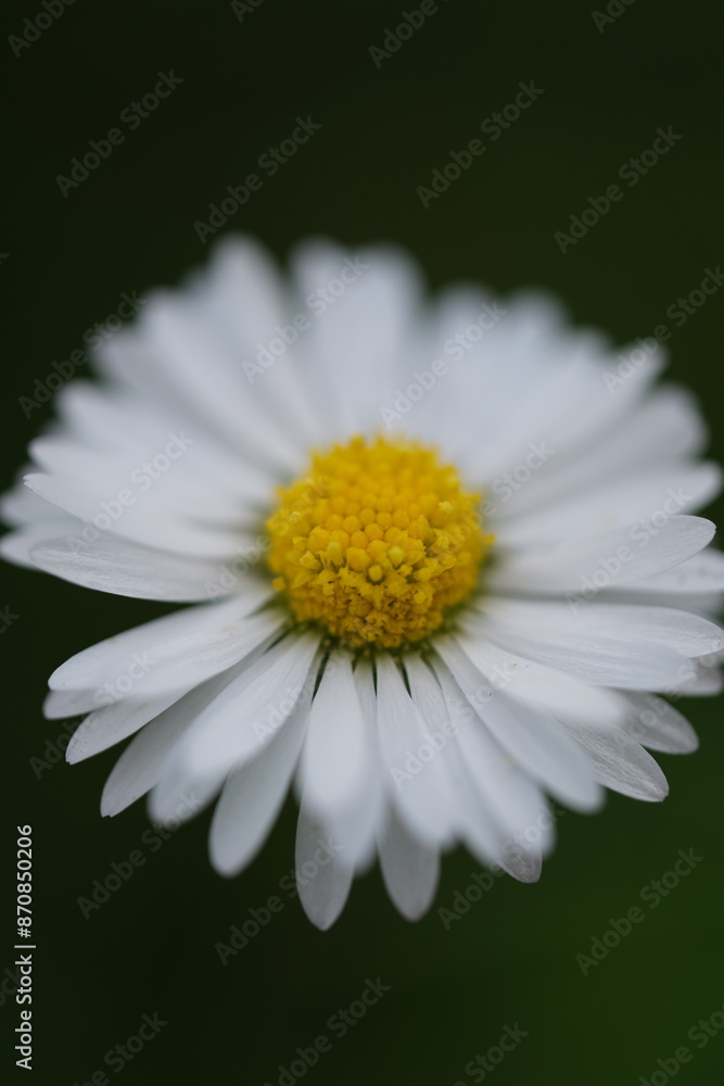 Fototapeta premium daisy flower