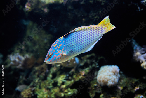 Beautiful Thalassoma lunare, commonly known as the Moon Wrasse rainbow fish underwater in the tropical waters of the ocean. They are characterized by their bright and vibrant coloration.