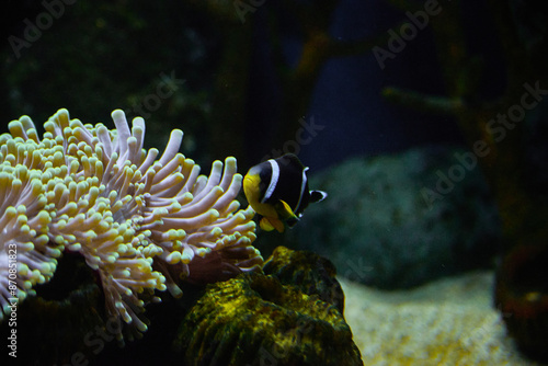 Amphiprion chrysogaster, the Mauritian clownfish undewater, is a marine fish belonging to the family Pomacentridae, the anemonefishes and damselfishes. It is endemic to Mauritius and probably Réunion. photo