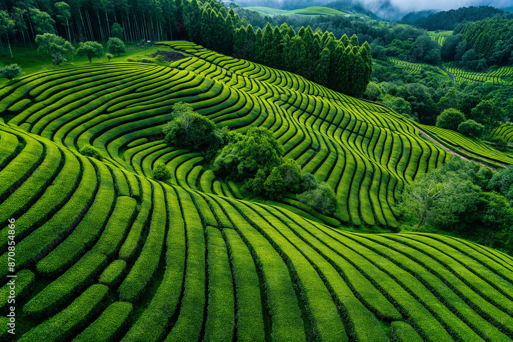 Green tea plantation with blue sky, tea farm on countryside. Green tea plantation with blue sky, tea farm on countryside.