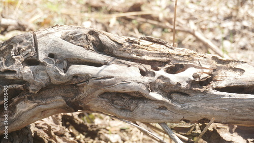 Broken tree trunk