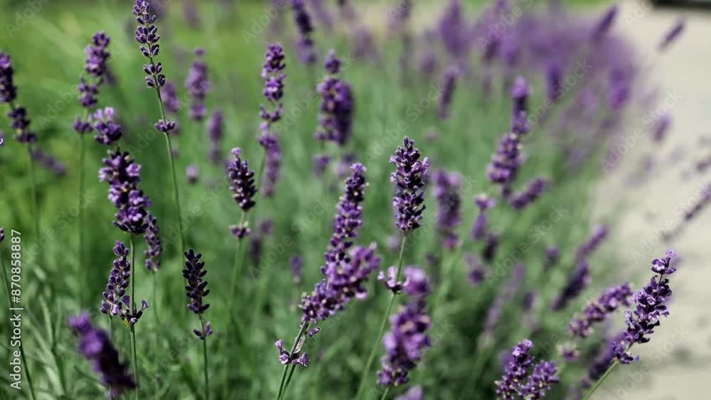 Beautiful purple lavender flowers. Lavender in field sunrise. Bush of lavender flower in big meadow. Agriculture and nature scene. Slow motion, Beautiful purple lavender flowers. Lavender in field sunrise. Bush of lavender flower in big meadow. Agriculture and nature scene. Slow motion,