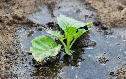 Feed the cabbage plant with organic and mineral fertilizers, watering with water containing nitrogen fertilizer, close-up photo