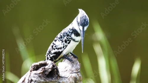 Portrait of a pied kingfisher (Ceryle rudis). South African wildlife safari. photo