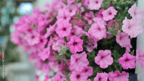 Wallpaper Mural Beautiful bloom of pink and white surfinia or ampelous petunia flowers. Colorful floral background. Selective focus. High quality FullHD footage Torontodigital.ca