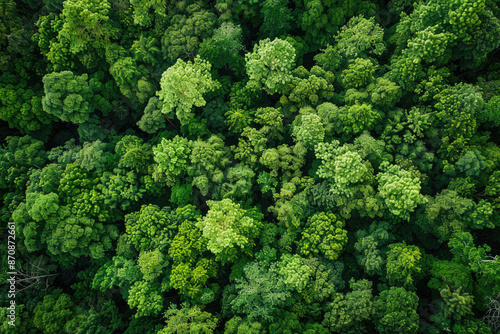 A drone capturing a bird’s eye view of a lush green forest