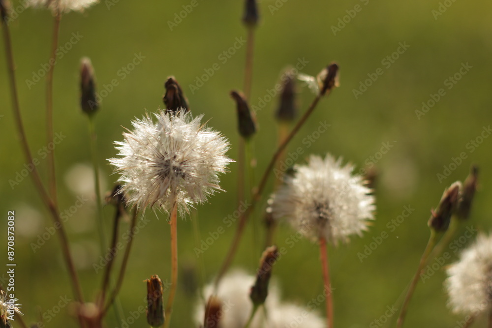 Obraz premium dandelion in the grass